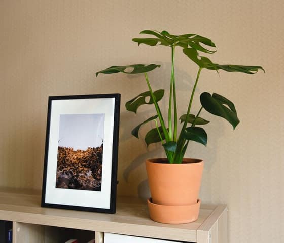 Plante d'intérieur design